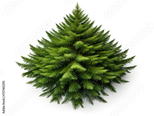 fir tree isolated on transparent background  transparency image  removed background