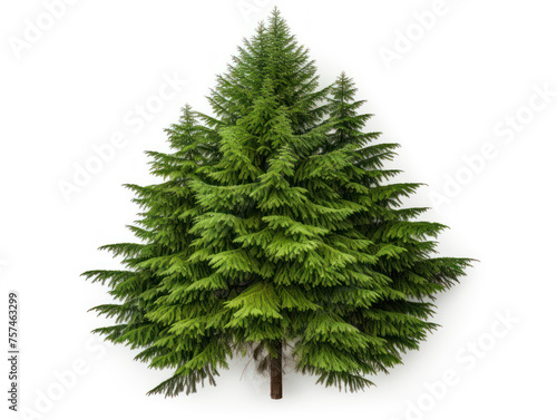 fir tree isolated on transparent background  transparency image  removed background