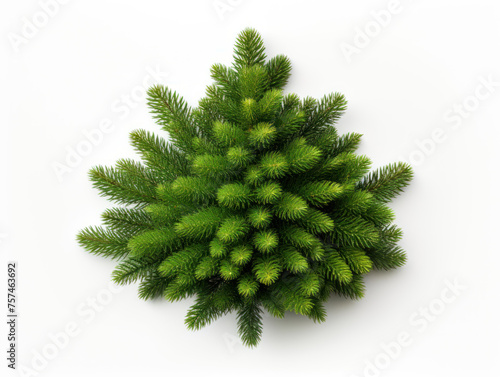 fir tree isolated on transparent background  transparency image  removed background