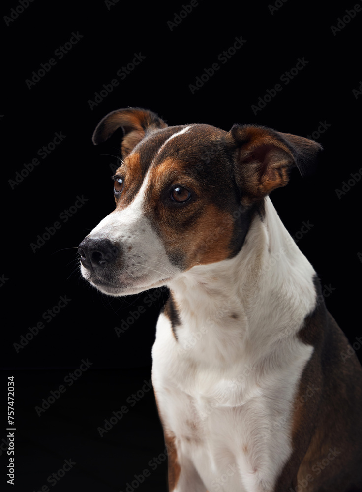 Portrait of dog a studio shot against a black background. charming mixed-breed with keen eyes Portrait of dog a studio shot against a black background. charming mixed-breed with keen eyes