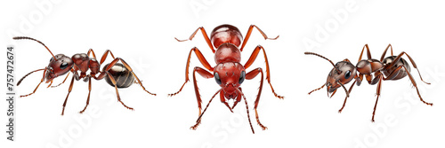 Collection of red ants isolated on transparent or white background