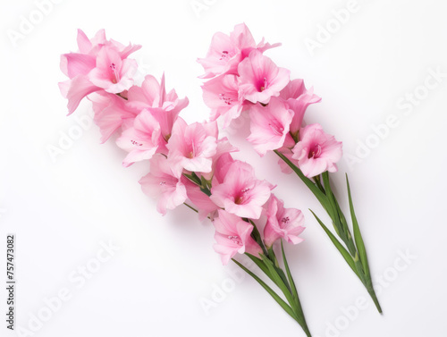 Gladiolus isolated on transparent background  transparency image  removed background