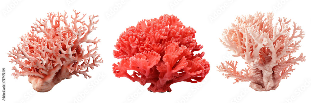 Collection of corals isolated on transparent or white background