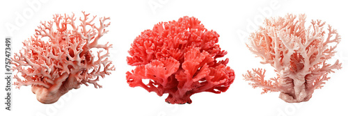 Collection of corals isolated on transparent or white background