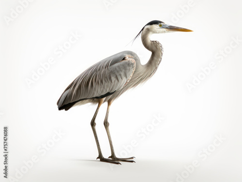heron isolated on transparent background, transparency image, removed background