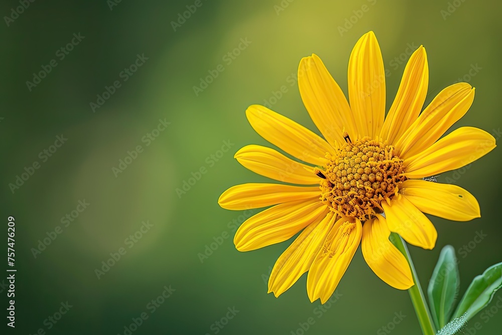A yellow flower with a green background A yellow flower with a green background