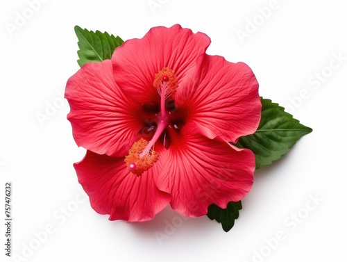 Hibiscus isolated on transparent background, transparency image, removed background
