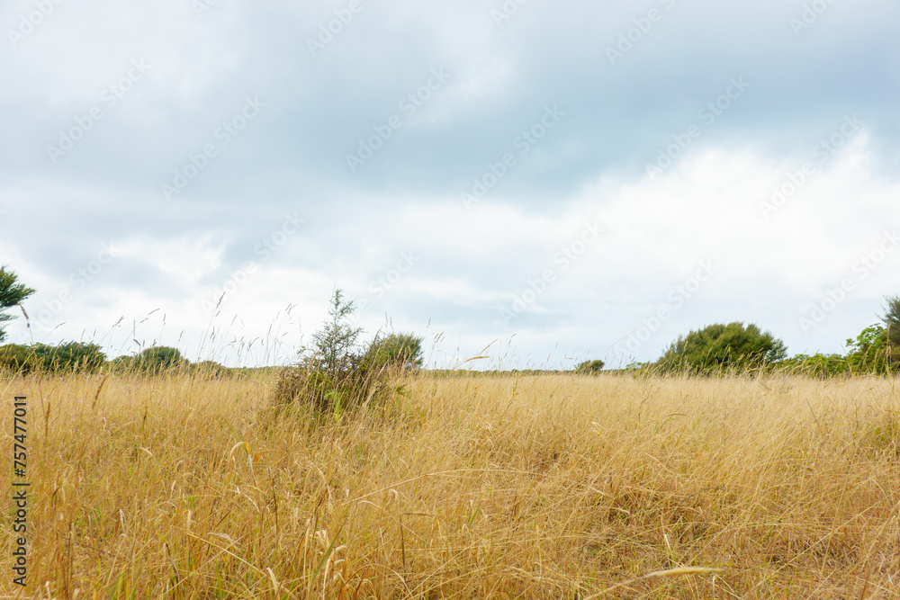 Summer's golden grass landscape with small trees