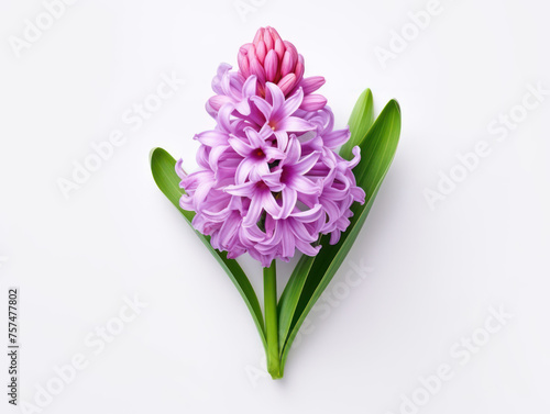 Hyacinth flower isolated on transparent background, transparency image, removed background