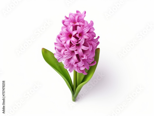 Hyacinth flower isolated on transparent background  transparency image  removed background