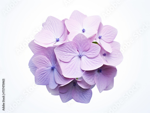 Hydrangea flower isolated on transparent background, transparency image, removed background