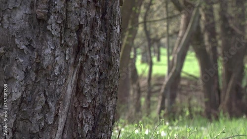 wood chips falling down from a woodpeckers tree hollow