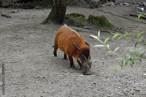 Potamochère roux en captivité (Potamochoerus porcus) fouillant le sol de son enclos. photo