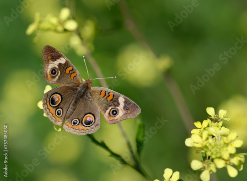 Common Buckeye butterfly (Junonia coenia) feeding on yellow wildflowers, wings wide open, on a sunny spring day.