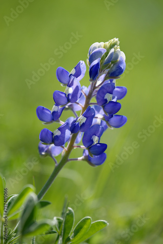 Texas Bluebonnet (Lupinus texensis) flower blooming in springtime. Closeup.  © leekris