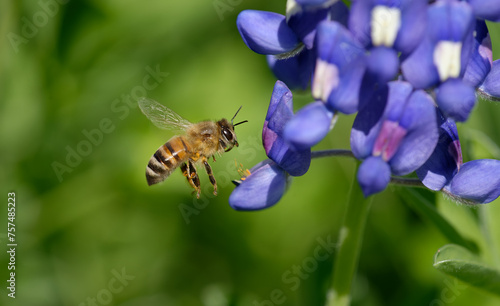 Bee pollinating Texas bluebonnet wildflower in the spring. Bee in flight. Closeup with copy space.