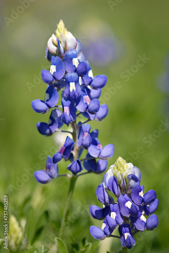 Texas Bluebonnet (Lupinus texensis) flowers blooming in springtime. Closeup.