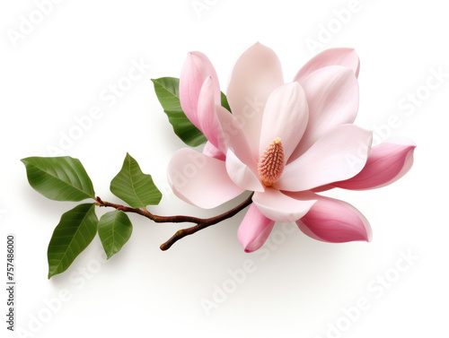 magnolia isolated on transparent background  transparency image  removed background