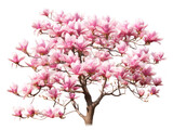 magnolia tree isolated on transparent background, transparency image, removed background