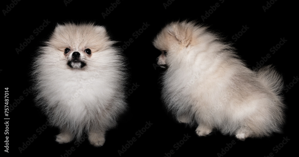 pomeranian spitz puppy isolated on a black background
