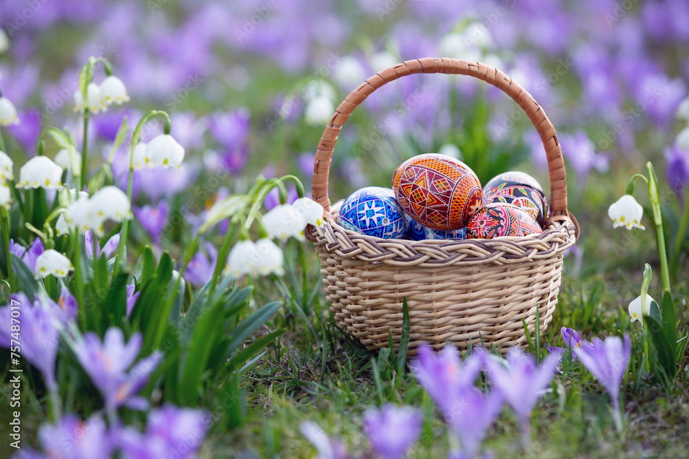 Spring flowers are crocuses and snowdrops. A wicker basket with Easter eggs stands on a lawn covered in purple and white flowers. Majestic nature wallpaper with forest flower. Flower spring. Spring flowers are crocuses and snowdrops. A wicker basket with Easter eggs stands on a lawn covered in purple and white flowers. Majestic nature wallpaper with forest flower. Flower spring.