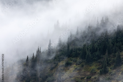 Foggy morning. Sunrise. Landscape with high mountains. Forest of the pine trees. The early morning mist. Touristic place. Natural scenery.