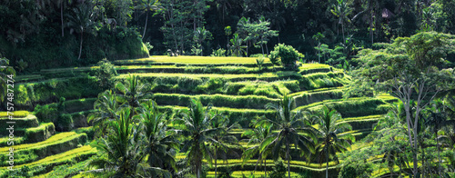 Panorama with tropical palm forest. Landscape of sunny day with green rice terraces near Tegallalang village, Bali, Indonesia. Spectacular rice fields. Garden with tall coconut trees. Natural