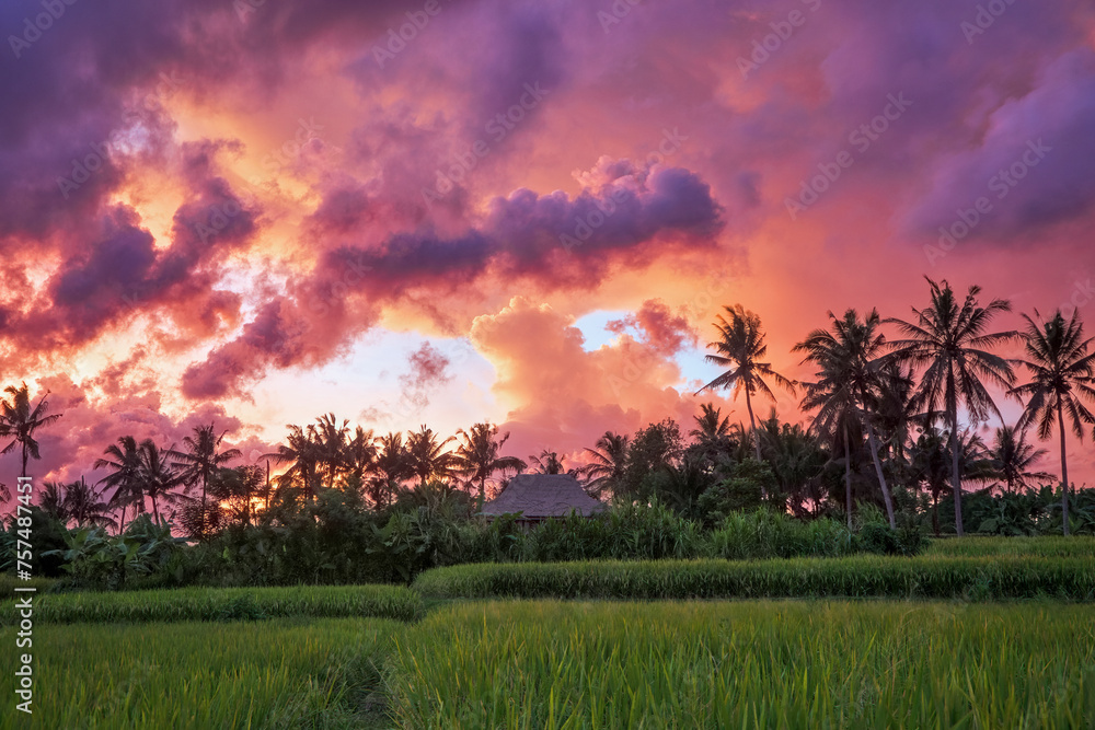 Garden with coconut palm trees. Amazing sunrise. Landscape with green meadow, Bali, Indonesia. Wallpaper background. Natural scenery.