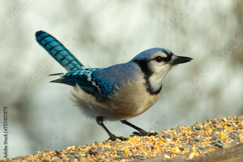 Beautiful blue jay coming to visit the wooden railing for some food. This bird has birdseed all around him. The corvids tail feathers pointed straight up almost looks to be shining from the sun.