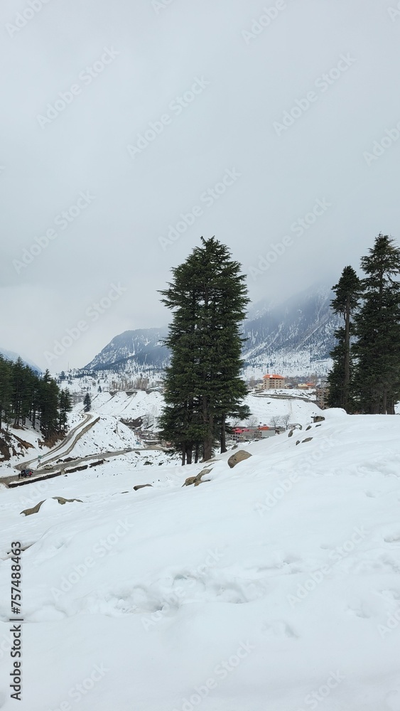 Snow covered trees in the mountains Snow covered trees in the mountains