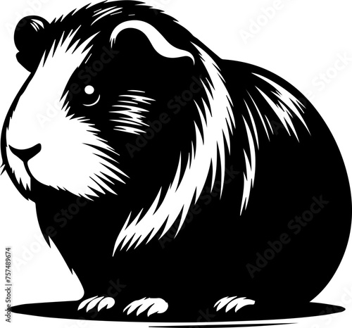 Abyssinian Guinea Pig