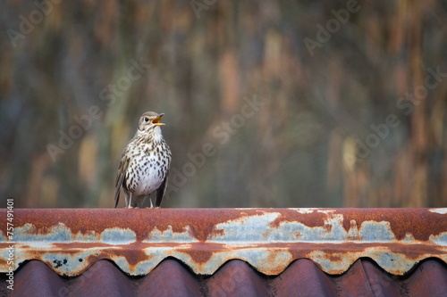 Song thrush aka Turdus philomelos is singing on the roof in springtime. Open beak.	
 photo