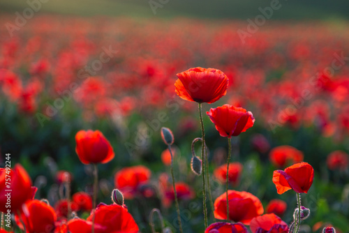 Vivid red poppy field, springtime