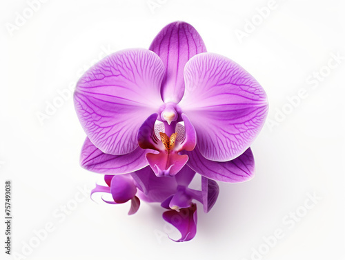 orchid flower isolated on transparent background  transparency image  removed background