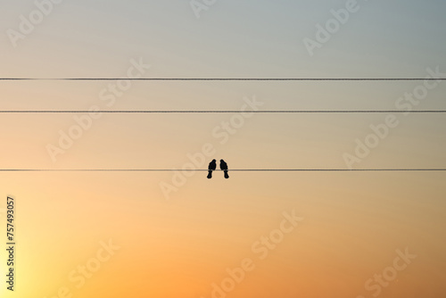 Two birds on a wire or electric line on the sunset sky background. Relationship Concept