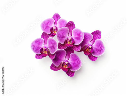 orchid flower isolated on transparent background  transparency image  removed background