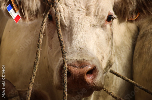 vaches charolaises attachées dans un marché aux bestiaux à Saint Christophe en brionnais en Bourgogne photo
