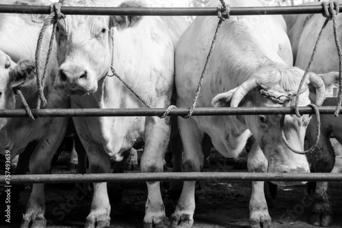 vaches charolaises attachées dans un marché aux bestiaux à Saint Christophe en brionnais en Bourgogne