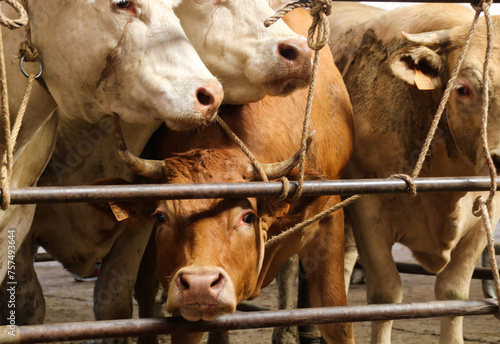 vaches charolaises attachées dans un marché aux bestiaux à Saint Christophe en brionnais en Bourgogne photo