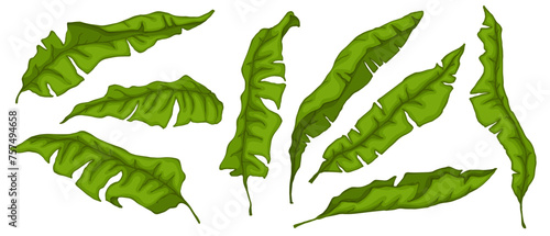 Set of green tropical leaves.Vector graphics.