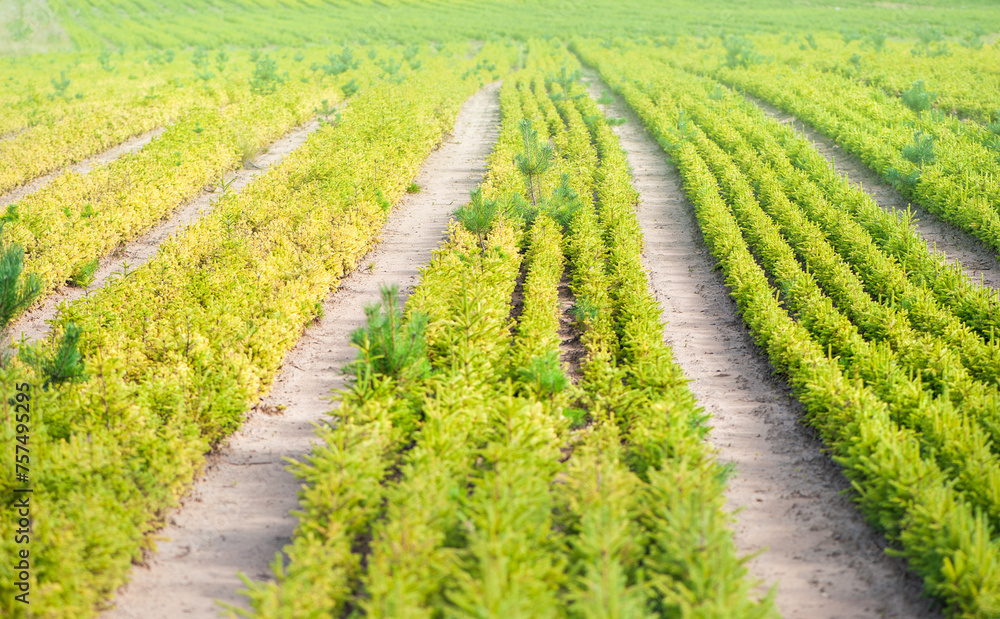 Small fir pine tree growing in a nursery plantation Small fir pine tree growing in a nursery plantation