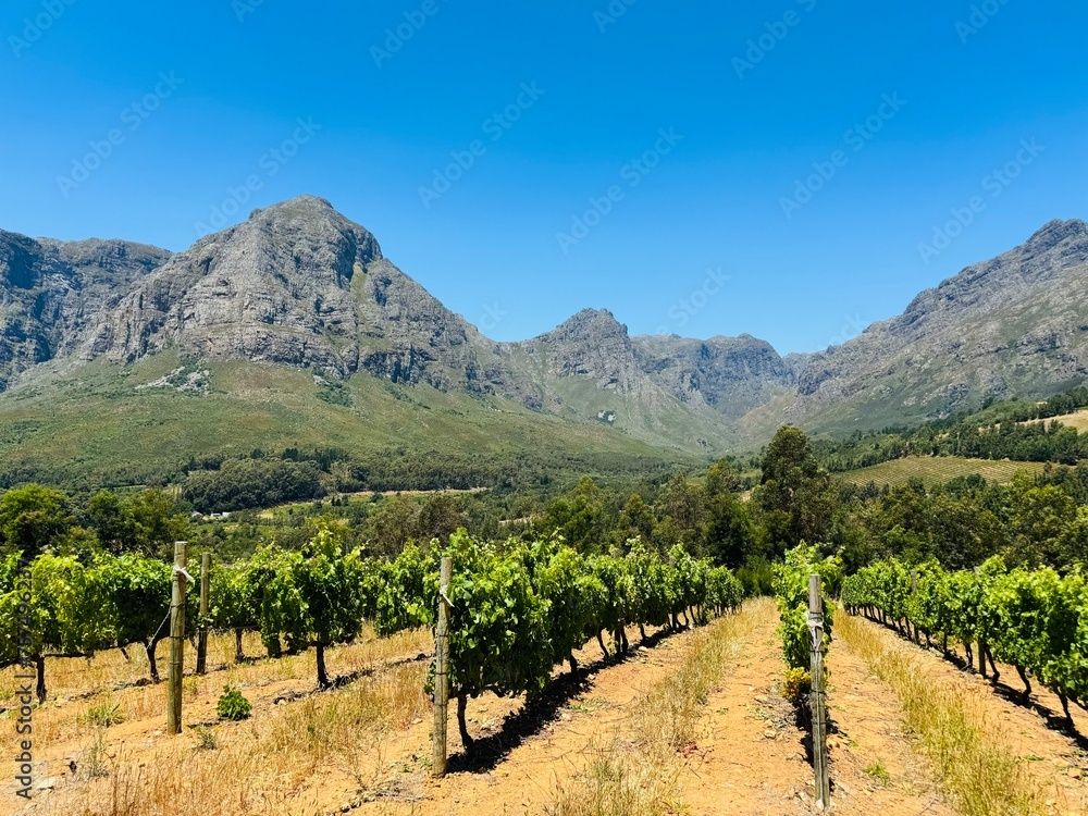 Vineyard with Mountain View