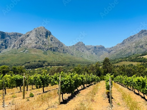 Vineyard with Mountain View