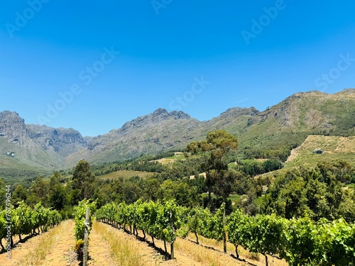 Countryside Vineyard