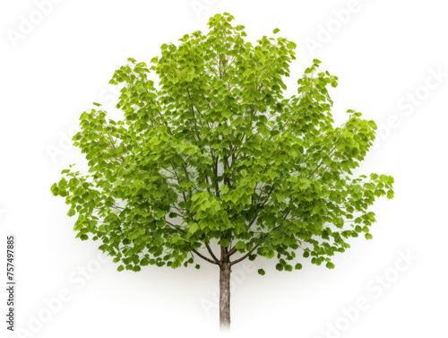 poplar tree isolated on transparent background  transparency image  removed background