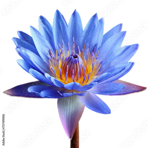 a close up blue lotus flower on isolated transparent background, macro shot