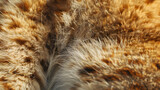 Macro shot displaying rich texture and detail of a furry animal's coat, highlighting the natural patterns