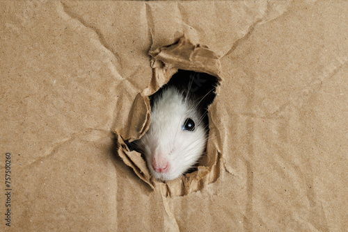 Obraz na plátně A colored rat comes out of a hole in a cardboard box