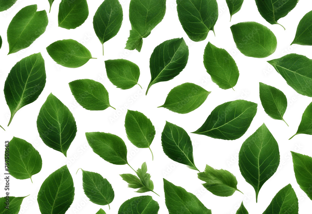 Set of green leaves isolated on white background Set of green leaves isolated on white background