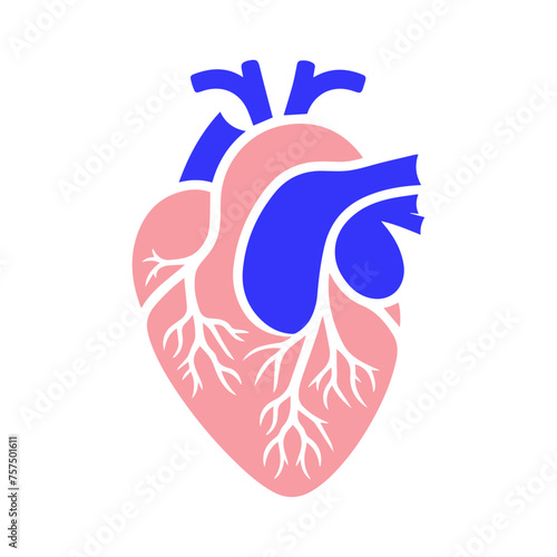 Human heart and Blood flow